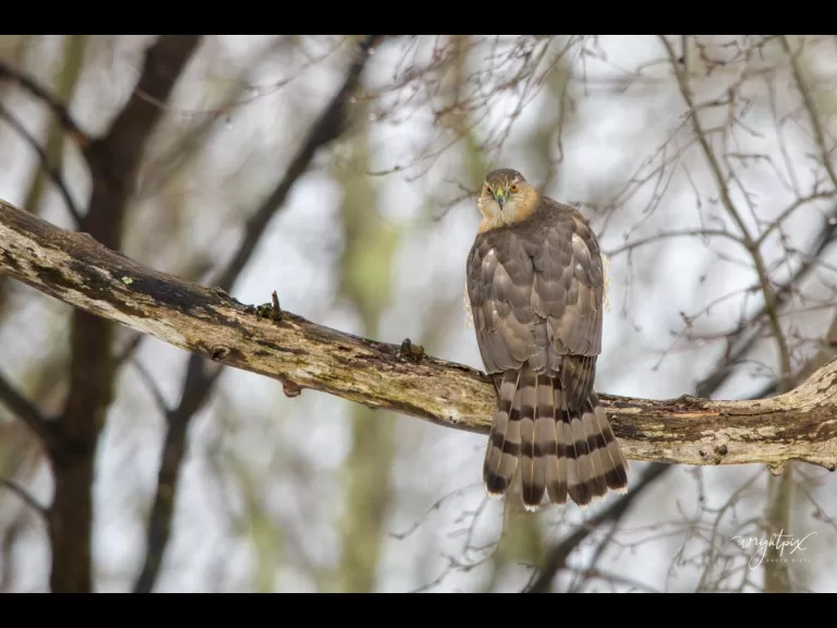 A Cooper's hawk in Westborough, photographed by Nancy Wright.