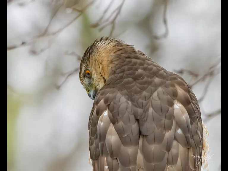A Cooper's hawk in Westborough, photographed by Nancy Wright.