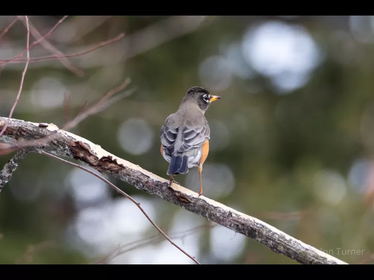 An American robin at SVT's Lyons-Cutler Reservation in Sudbury, photographed by Jon Turner.