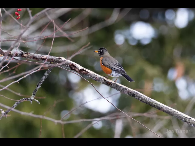 An American robin at SVT's Lyons-Cutler Reservation in Sudbury, photographed by Jon Turner.