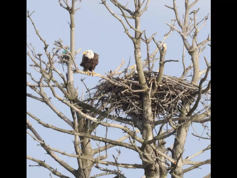 A bald eagle at the Sudbury Reservoir in Southborough, photographed by Steve Forman.