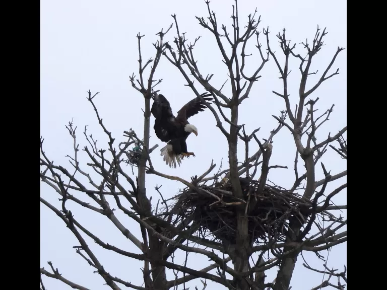 A bald eagle at the Sudbury Reservoir in Southborough, photographed by Steve Forman.