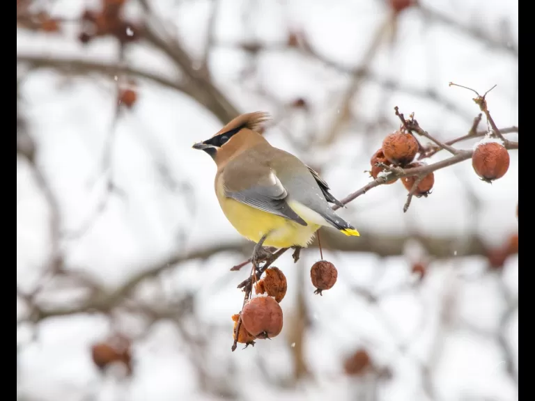 A cedar waxwing at the MacCallum Wildlife Management Area, photographed by Nancy Wright.