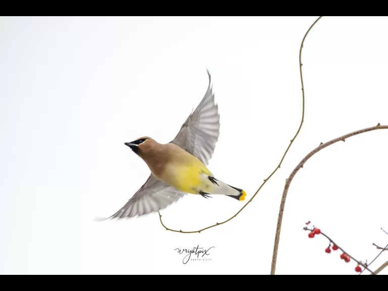 A cedar waxwing at the MacCallum Wildlife Management Area, photographed by Nancy Wright.