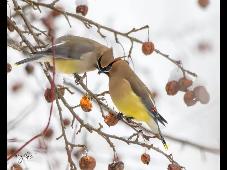A cedar waxwing at the MacCallum Wildlife Management Area, photographed by Nancy Wright.
