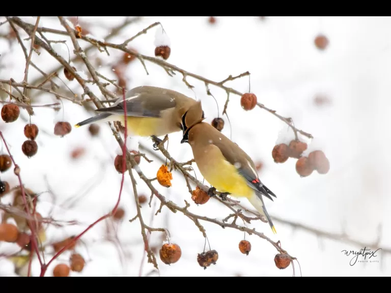 A cedar waxwing at the MacCallum Wildlife Management Area, photographed by Nancy Wright.