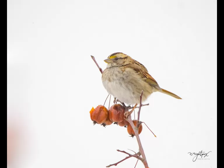 A cedar waxwing at the MacCallum Wildlife Management Area, photographed by Nancy Wright.