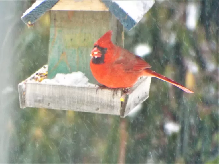 A northern cardinal in Harvard, photographed by Robin Right.
