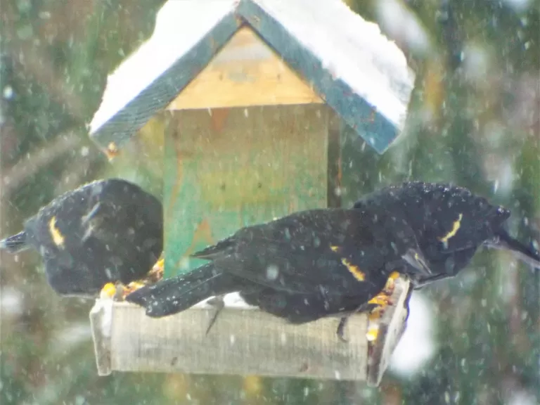 A northern cardinal in Harvard, photographed by Robin Right.