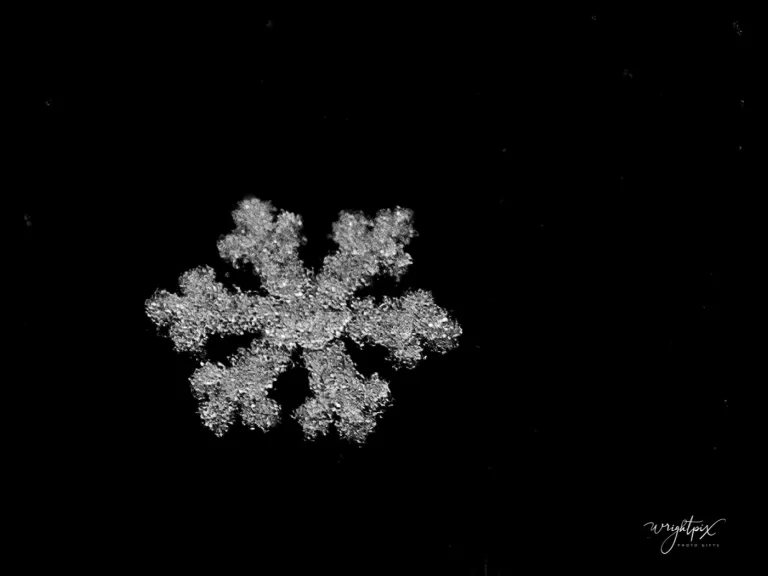 Snowflakes in Westborough, photographed by Nancy Wright.