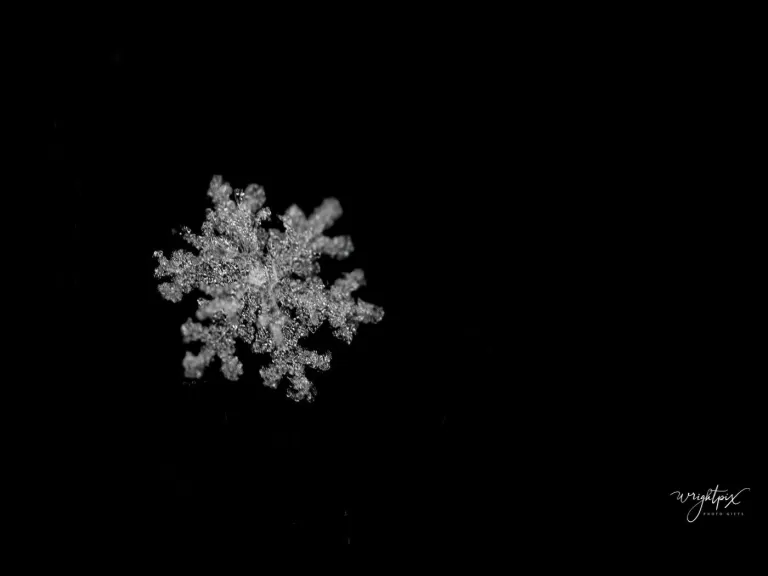 Snowflakes in Westborough, photographed by Nancy Wright.