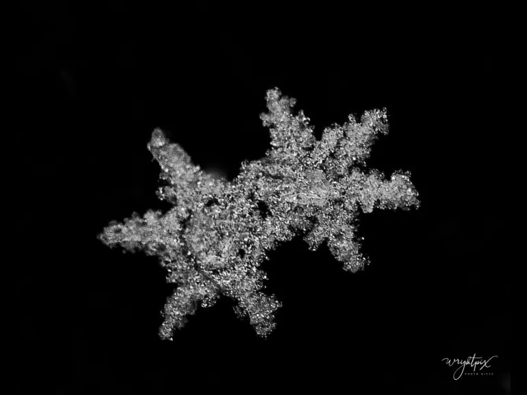 Snowflakes in Westborough, photographed by Nancy Wright.