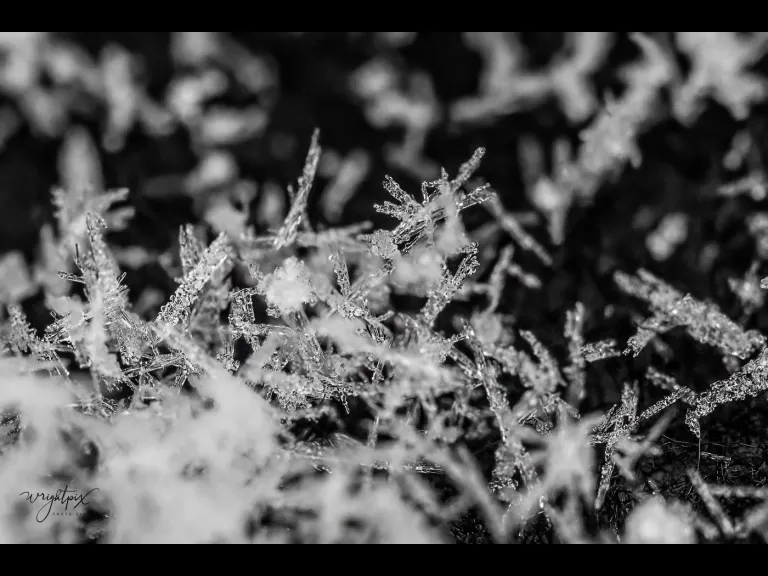 Snowflakes in Westborough, photographed by Nancy Wright.