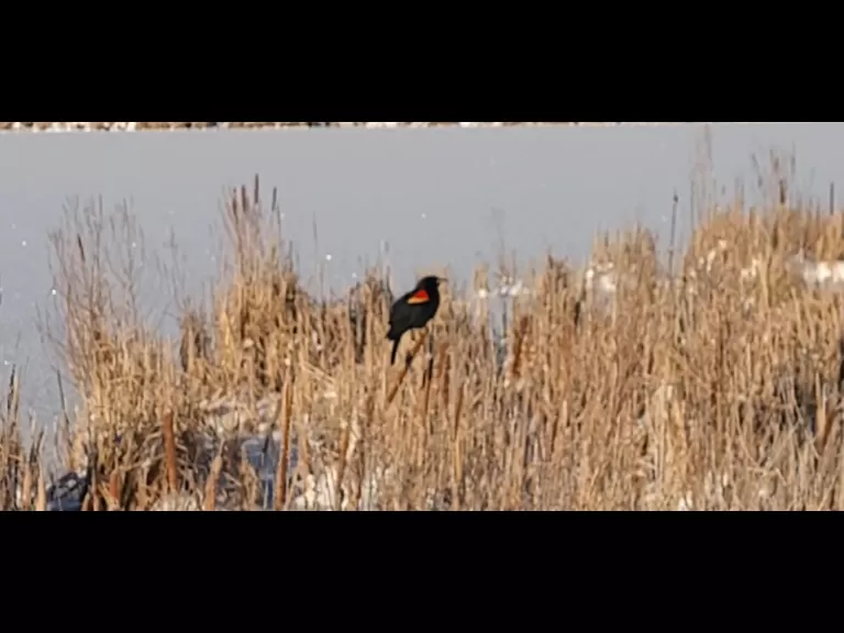 A red-winged blackbird at Great Meadows National Wildlife Refuge in Concord, photographed by William Watt.