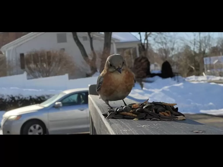 A Carolina wren in Maynard, photographed by William Watt.