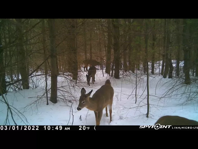A white-tailed deer in Marlborough, photographed with an automatically triggered wildlife camera by Karin Paquin.