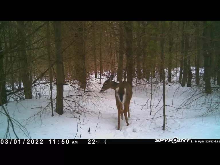 A white-tailed deer in Marlborough, photographed with an automatically triggered wildlife camera by Karin Paquin.