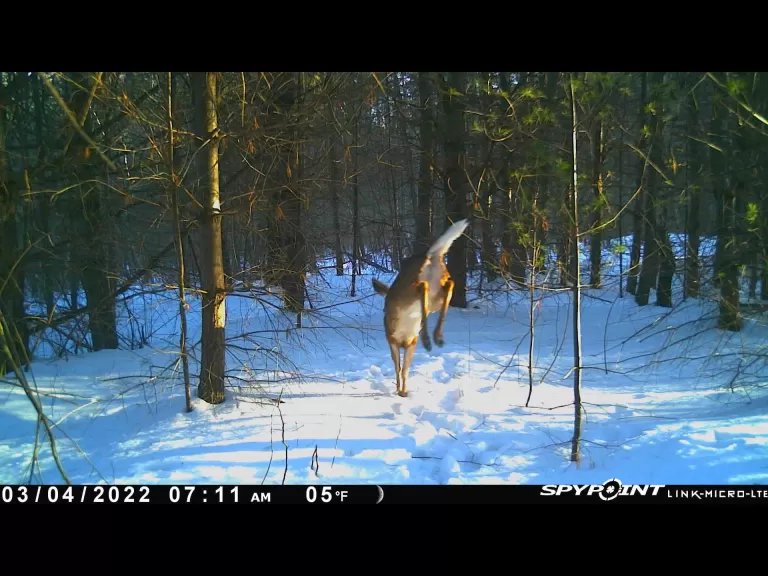 A white-tailed deer in Marlborough, photographed with an automatically triggered wildlife camera by Karin Paquin.