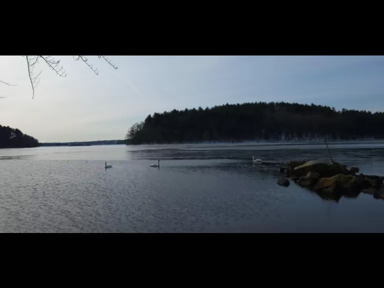 Mute swans at the Sudbury Reservoir in Marlborough, photographed by William Watt.
