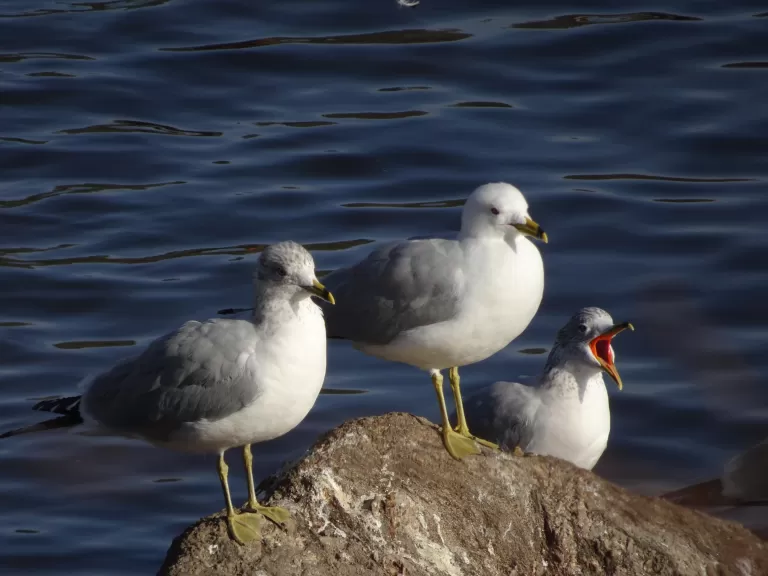 A mallard at Hager Pond in Marlborough, photographed by Cindy Winer.