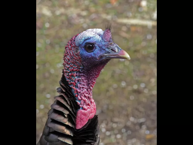 A turkey in Framingham, photographed by Joan Chasan.