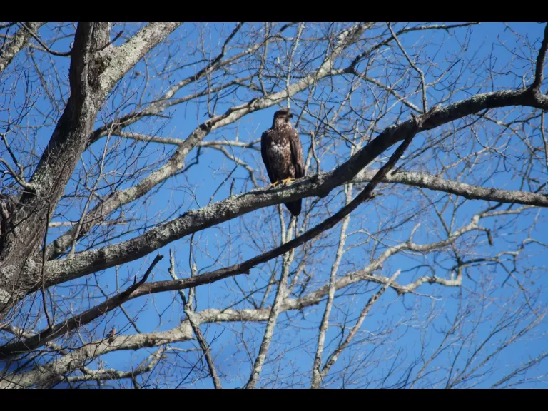 A bald eagle at SVT's Upper Mill Brook Conservation Area in Wayland, photographed by Carole Hohl.