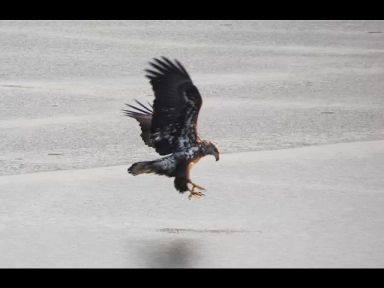 A bald eagle at Fort Meadow Reservoir in Marlborough, photographed by William Dunbar.