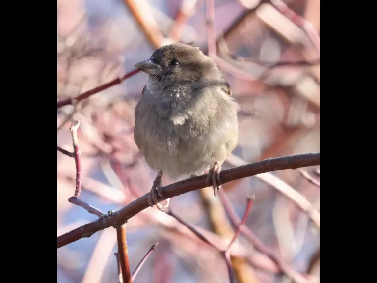 A Canada goose at Hager Pond in Marlborough, photographed by Steve Forman.
