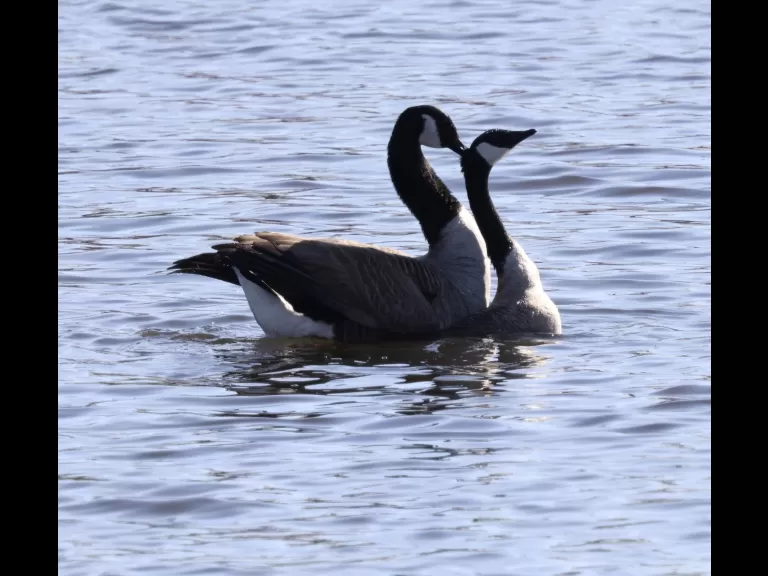 A mating pair of Canada geese on Hager Pond in Marlborough, photographed by Steve Forman.