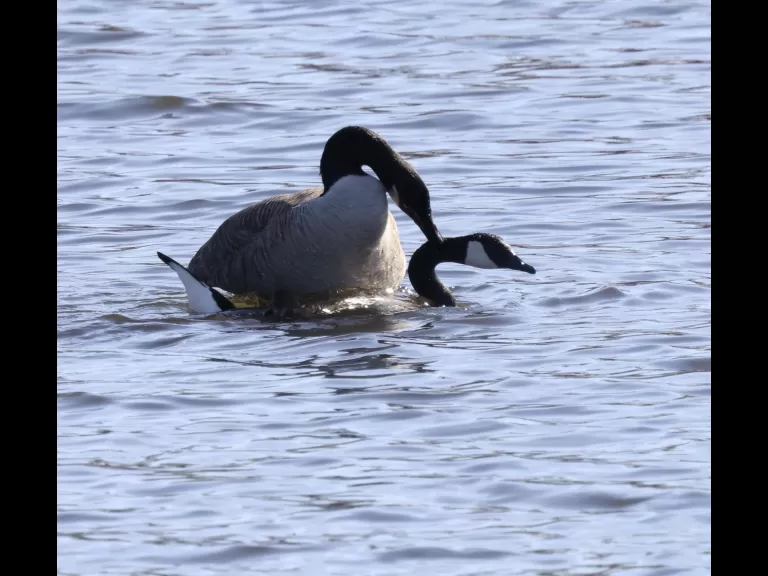 A mating pair of Canada geese on Hager Pond in Marlborough, photographed by Steve Forman.
