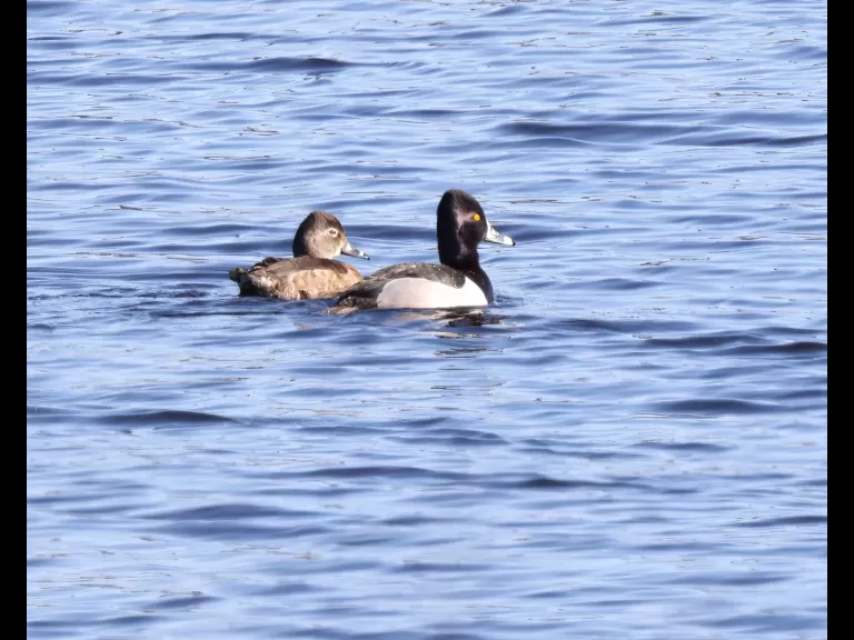 A ring-necked duck on the Sudbury Reservoir in Southborough, photographed by Steve Forman.
