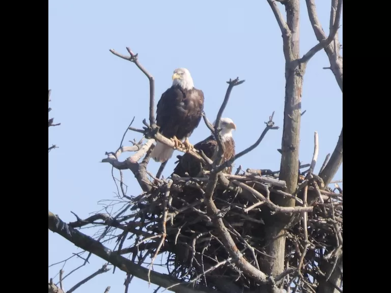 A pair of bald eagles at the Sudbury Reservoir in Southborough, photographed by Steve Forman.