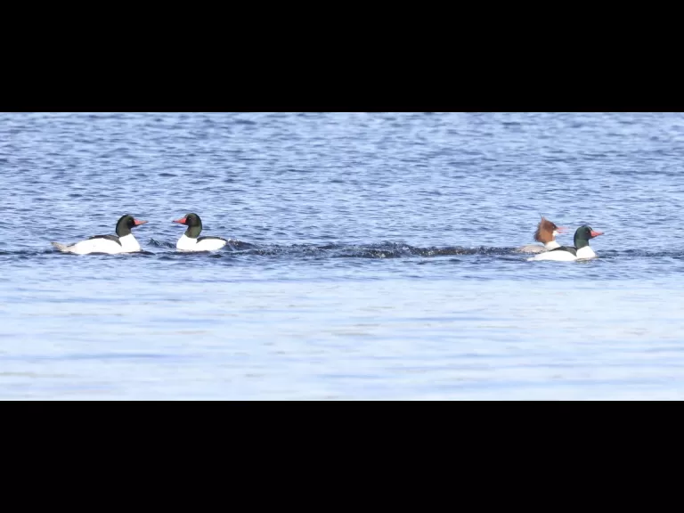 A pair of bald eagles at the Sudbury Reservoir in Southborough, photographed by Steve Forman.
