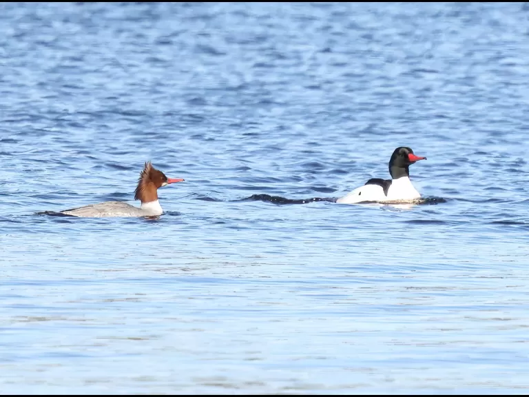 A pair of bald eagles at the Sudbury Reservoir in Southborough, photographed by Steve Forman.