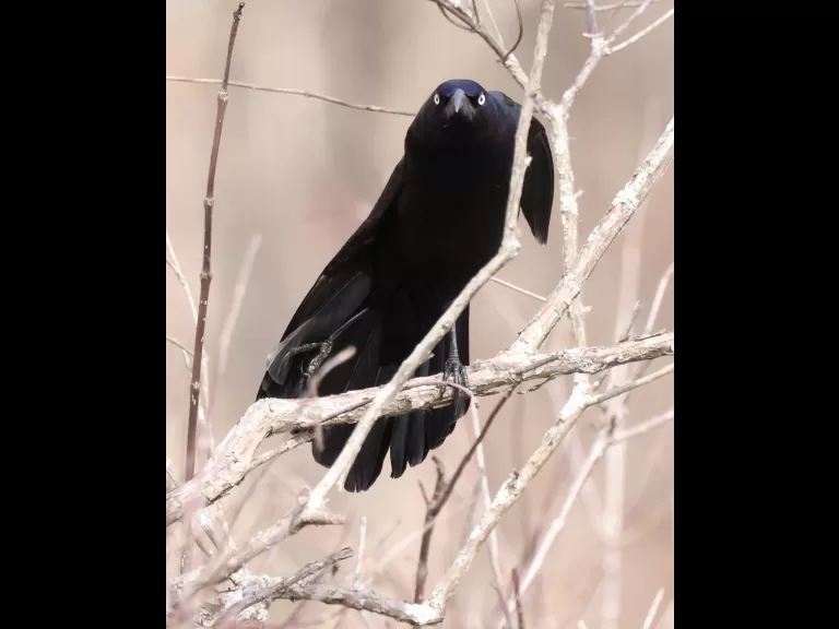 An American crow at Great Meadows National Wildlife Refuge in Concord, photographed by Steve Forman.