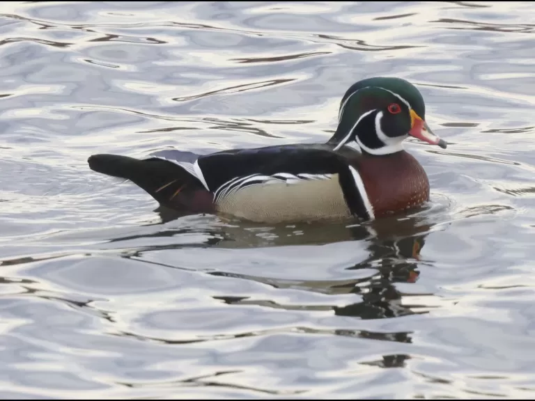 A wood duck at Hager Pond in Marlborough, photographed by Steve Forman.