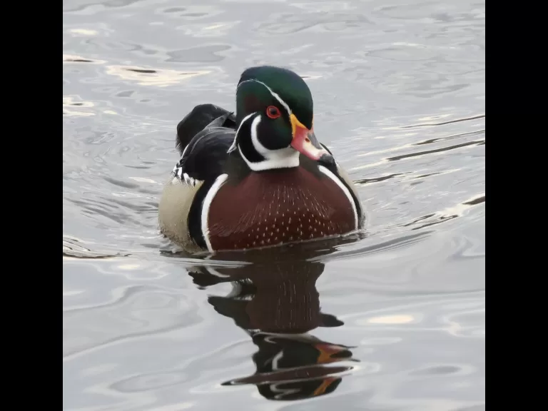 A wood duck at Hager Pond in Marlborough, photographed by Steve Forman.