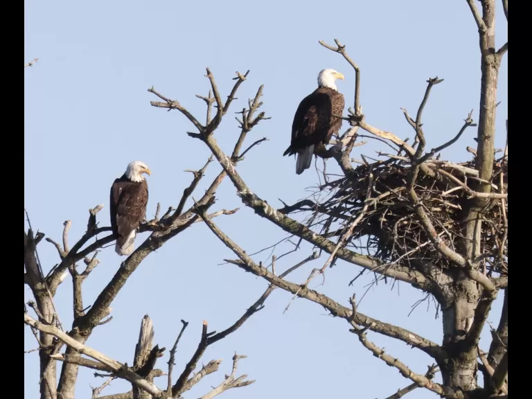 A bald eagle at the Sudbury Reservoir in Southborough, photographed by Steve Forman.