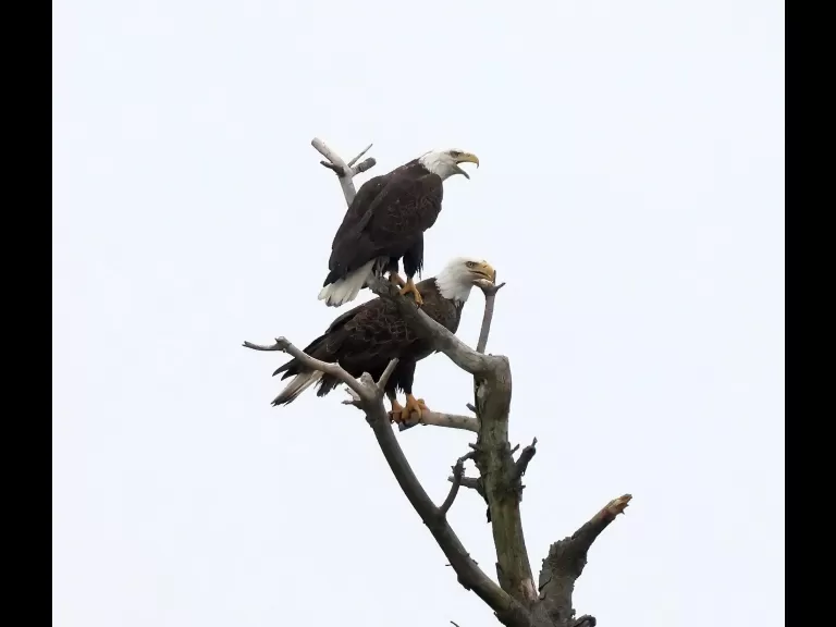 A bald eagle at the Sudbury Reservoir in Southborough, photographed by Steve Forman.