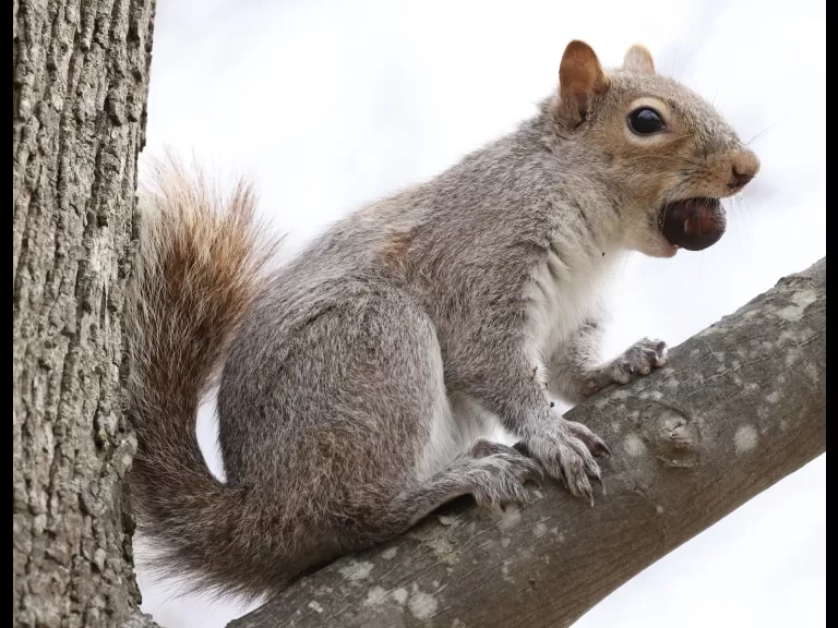 A gray squirrel at Farm Pond in Framingham, photographed by Steve Forman.