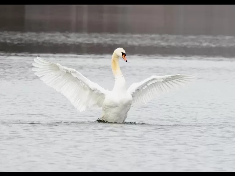 A gray squirrel at Farm Pond in Framingham, photographed by Steve Forman.
