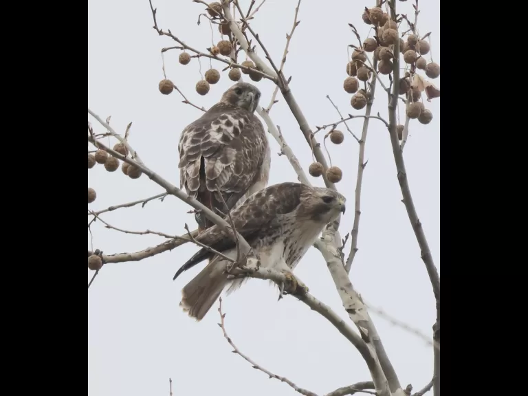 Red-tailed hawks in Framingham, photographed by Steve Forman.