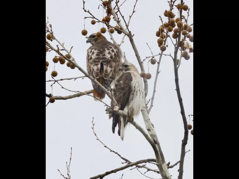 Red-tailed hawks in Framingham, photographed by Steve Forman.