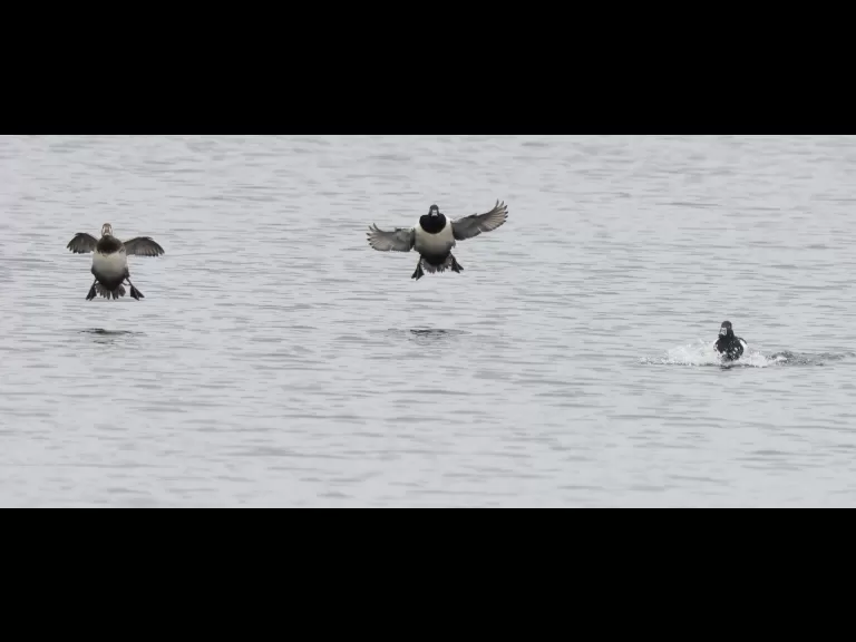 A bald eagle at the Sudbury Reservoir in Southborough, photographed by Steve Forman.