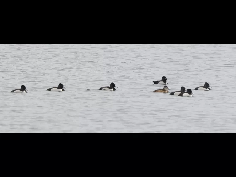 A bald eagle at the Sudbury Reservoir in Southborough, photographed by Steve Forman.