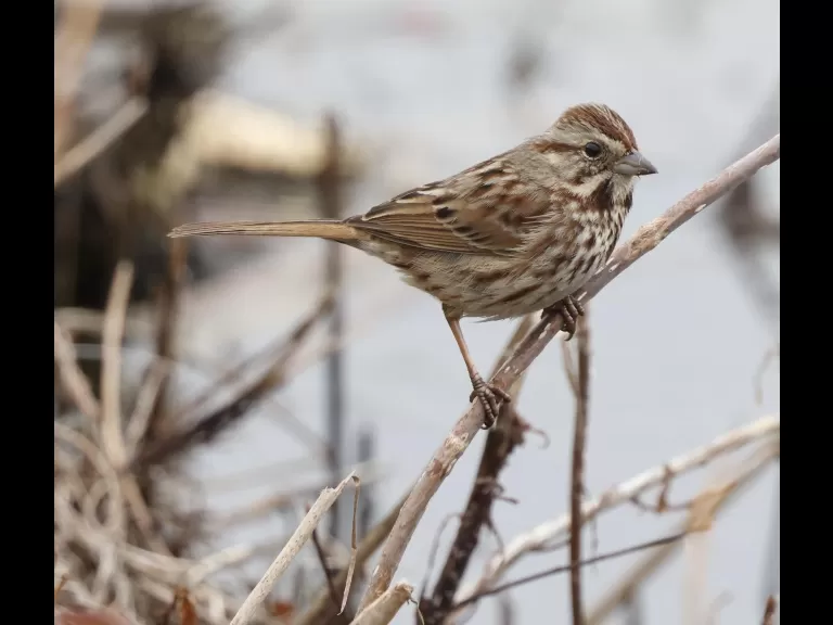 A gray squirrel at Farm Pond in Framingham, photographed by Steve Forman.