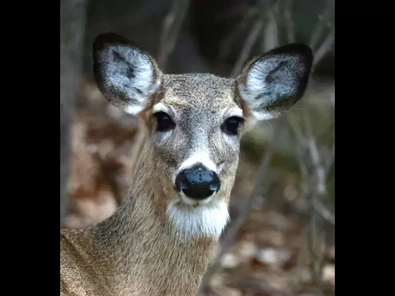 Red-tailed hawks in Framingham, photographed by Steve Forman.