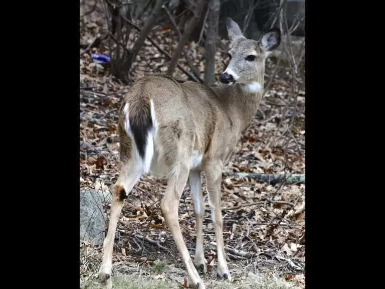 Red-tailed hawks in Framingham, photographed by Steve Forman.