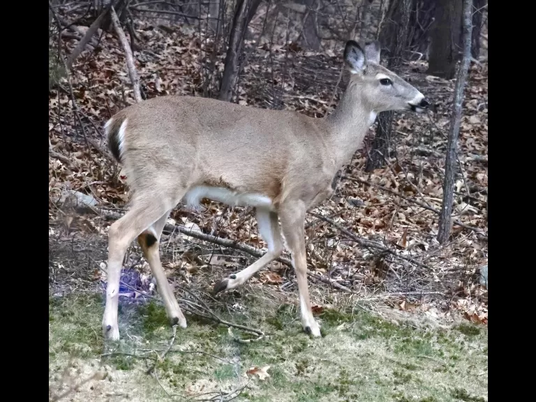 Red-tailed hawks in Framingham, photographed by Steve Forman.