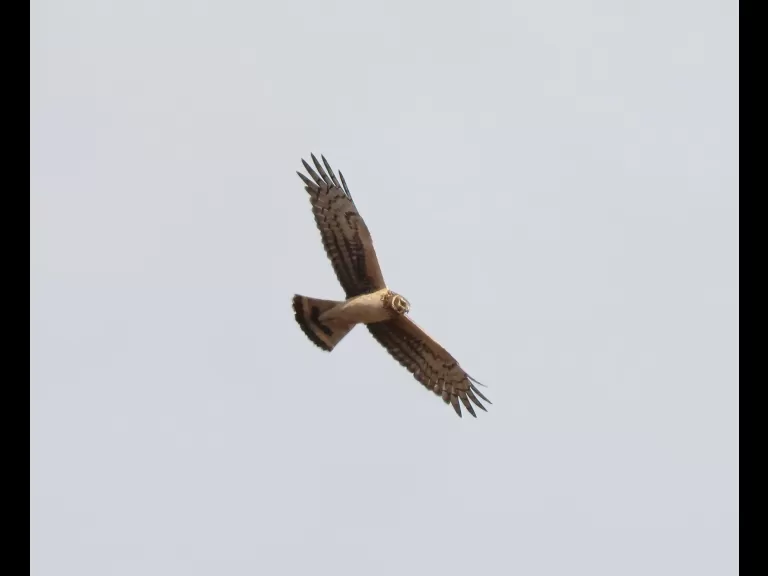 A northern harrier at Breakneck Hill Conservation Land in Southborough, photographed by Steve Forman.